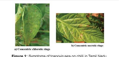 Figure 1 From Detection Of Capsicum Chlorosis Virus Cacv An Emerging Virus Infecting Chilli