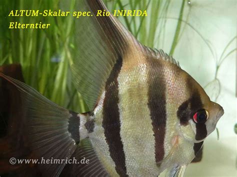 ALTUM Skalar Spec RIO INIRIDA Med WFNZ 4er Gruppe Pterophyllum