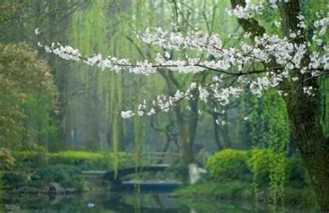 王清銘散文：杏花春雨江南 每日頭條