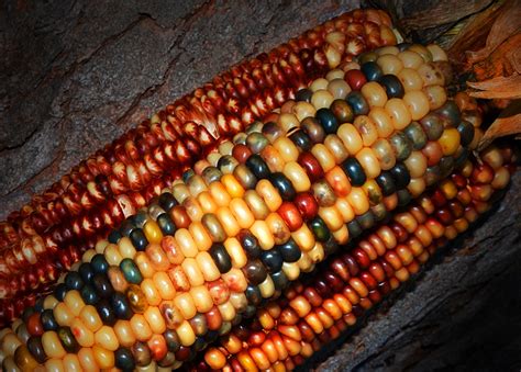 Indian,corn,decorate,free pictures, free photos - free image from ...