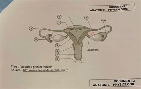 Anatomie Physiologie Cartes Quizlet