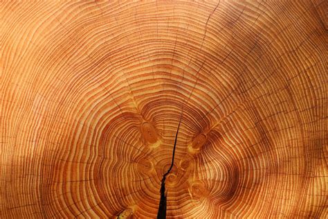 Wood Grain What Is It How To Find It And Why You Should