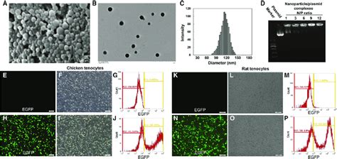 Characteristics Of Nanoparticle Plasmid Complexes A Typical Scanning