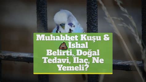 Muhabbet Kuşu İshal Belirti Doğal Tedavi İlaç Ne Yemeli