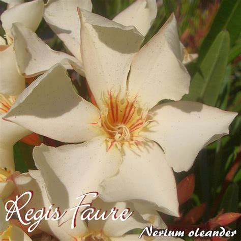 Oleander Regis Faure Nerium Oleander Gr E C Oleandershop