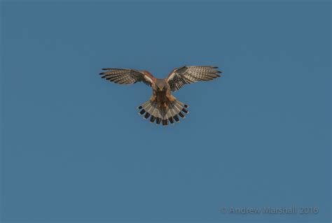 Male kestrel hunting – fotoVUE