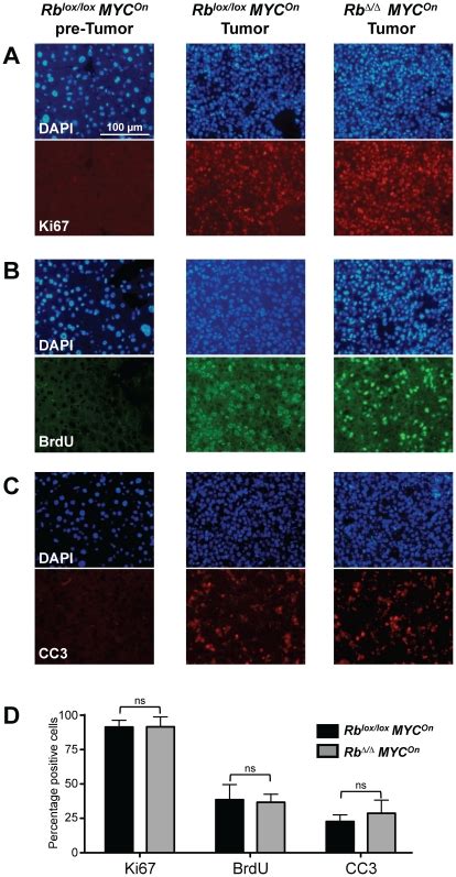 Ac Immunofluorescence Staining For Ki A Brdu B And Cleaved