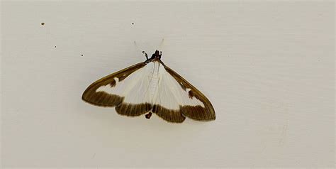 Box Tree Moth Surreyhantswildlife