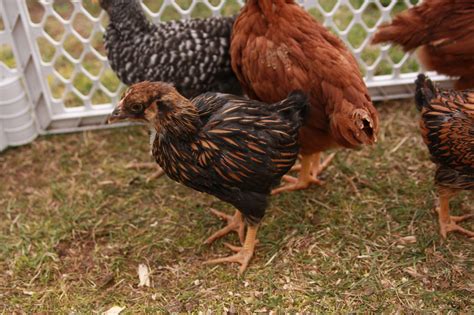 Help Me Sex 2 Different Gold Laced Wyandottes And 4 Others