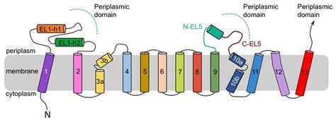 Pglb Membrane Topology Topological Scheme Of Pglb Transmembrane Domain