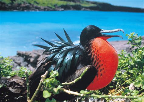 Wildlife of Ecuador: Amazon and Galapagos | Audley Travel