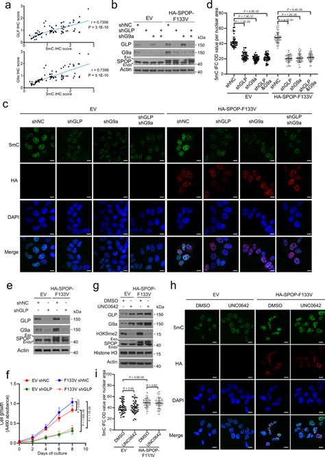 Glp G A Mediate Spop Mutation Induced Hypermethylation Independent Of