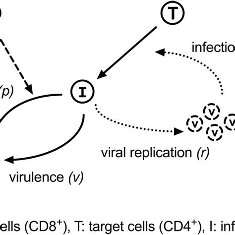 A Schematic Representation Of Viral Replication And Suppression In Download Scientific Diagram