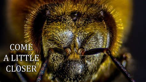 Honey Bees Under A Microscope Close Up Bee Anatomy Drone And Worker With