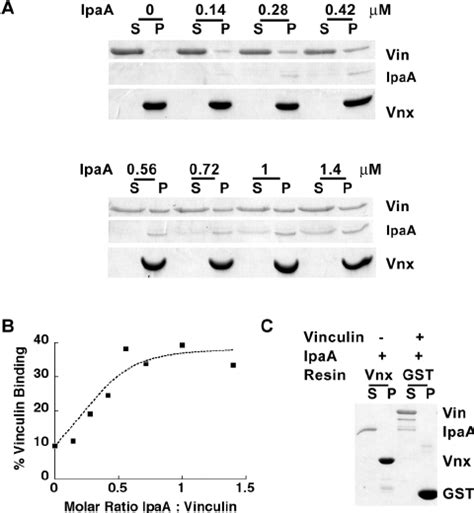 Vinculin Binding To Sh Domains Of Vinexin Is Conformationally