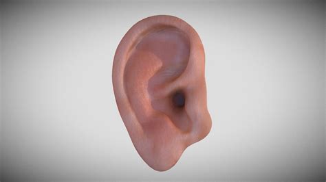 Human Ear 3d Model By Aleksndrs Belajevs [addc4f8] Sketchfab