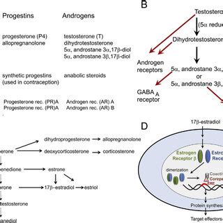 Estrogens Progestins And Androgens A The Major Estrogens