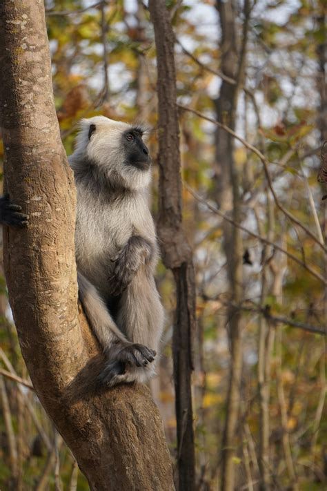 Cat Ba Langur Primate Photos, Download The BEST Free Cat Ba Langur