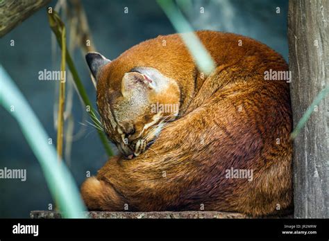 Asian golden cat pardofelis temminckii hi-res stock photography and ...