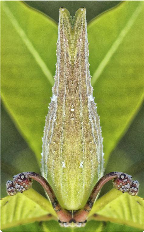 Milkweed Pod Pareidolia Photograph By Constantine Gregory Pixels