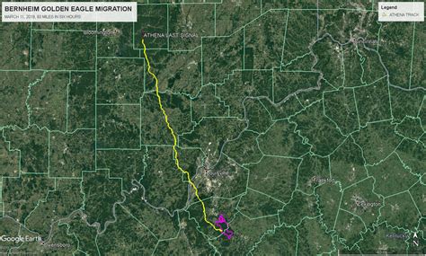 The eagles begin their migration, appearing to take separate tracks north