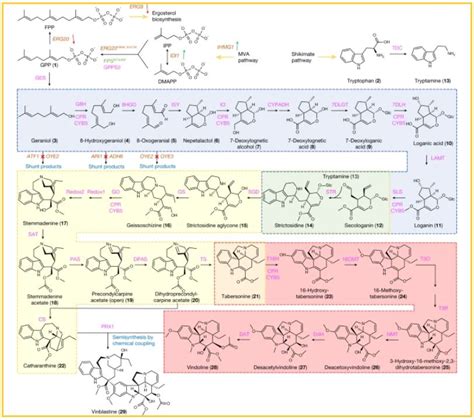 Bbv Alkaloid Biosynthesis