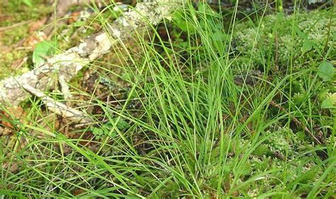 How To Grow Use And Care For Threeseeded Sedge Grass Carex Trisperma Agric4profits