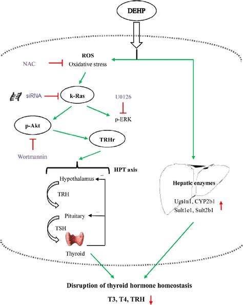 Effects of DEHP on thyroid hormone homeostasis. The potential ...