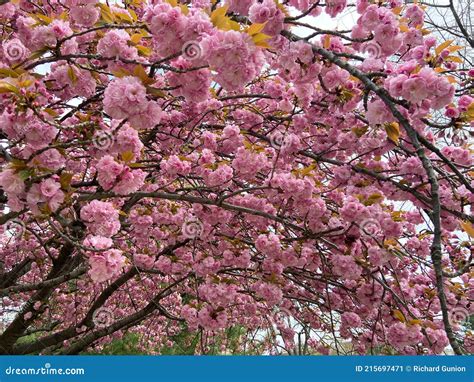 Arco De Flores De Cerezo Kwanzan En Primavera Imagen De Archivo