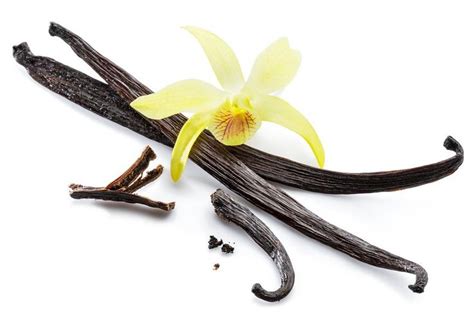 Dried Vanilla Pods And Orchid Vanill Featuring Aroma Aromatherapy And