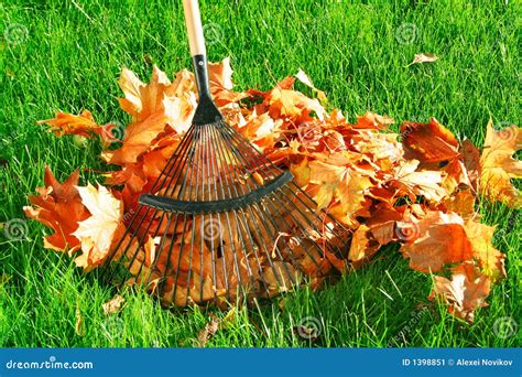 Raking The Autumn Leaves Stock Image Image 1398851