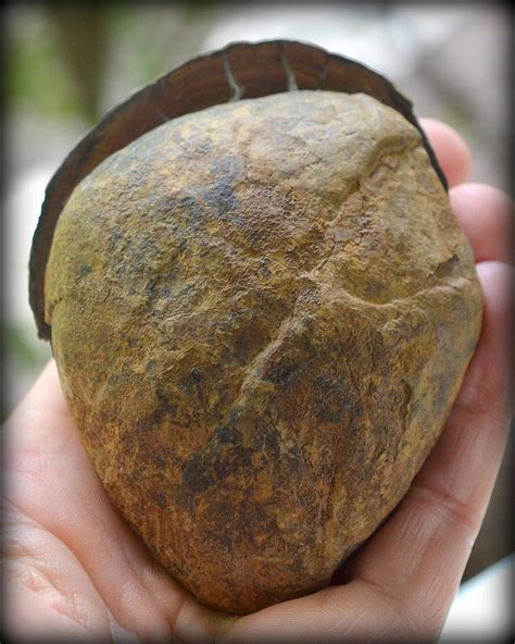 Septarian Concretion Stone Full Gorgeous Natural Large Etsy