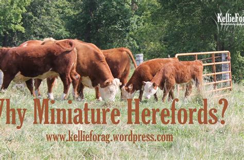 Why Miniature Herefords? ~ Kellie For Ag