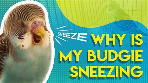 Why Is My Budgie Sneezing Youtube