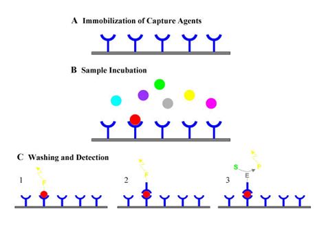 Basic Principle Of A Protein Expression Profiling Array And Different