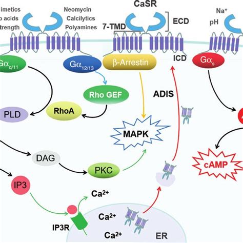 Proposed Calcium Sensing Receptor CaSR Mediated Signal Transduction