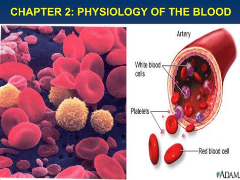 CHAPTER II - PHYSIOLOGY OF THE BLOOD