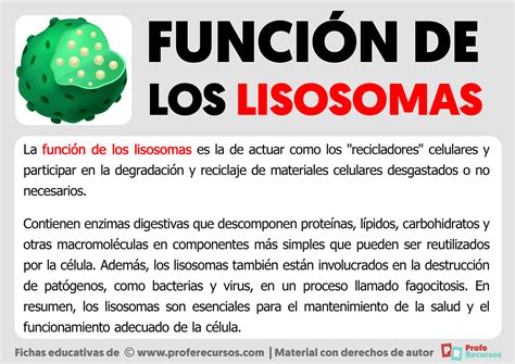 Función De Los Lisosomas