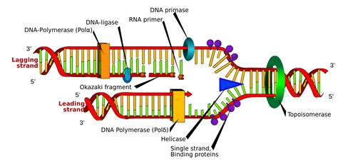 Chapter 16 Dna Structure And Function Biology For Majors Openstax