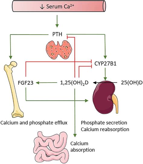 Calcium And Vitamin D Homeostasis Pth And 125oh 2 D Tightly