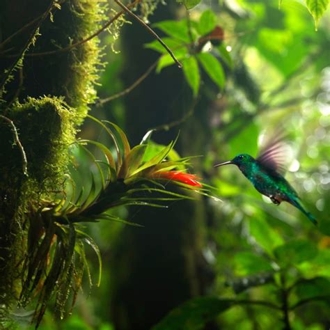 Discover The Best Hummingbirds Of Costa Rica