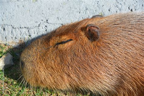 Albino Capybara