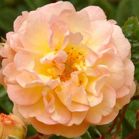 Ghislaine De Feligonde Rambling Rose Harrod Horticultural