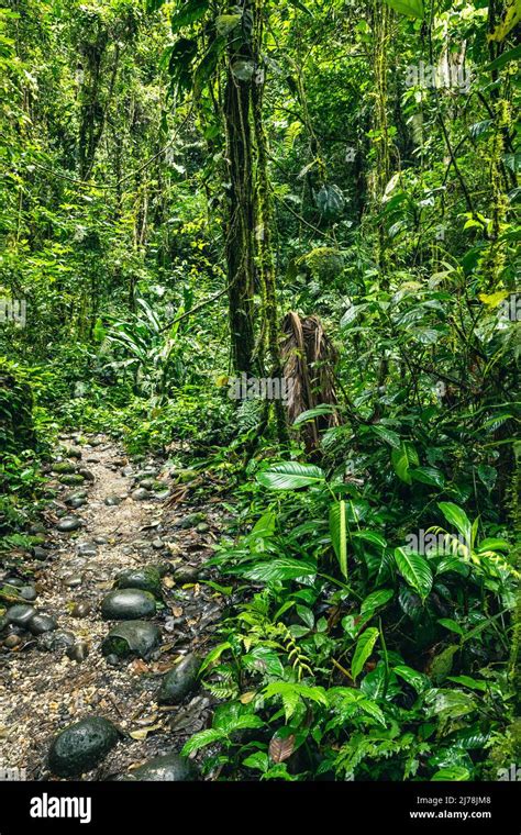 Ecuador Tropical Rainforest Hiking Trail In Amazon Cloud Forest