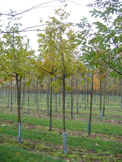 Juglans Regia Axel Walnoot Cv Van Den Berk Boomkwekerijen