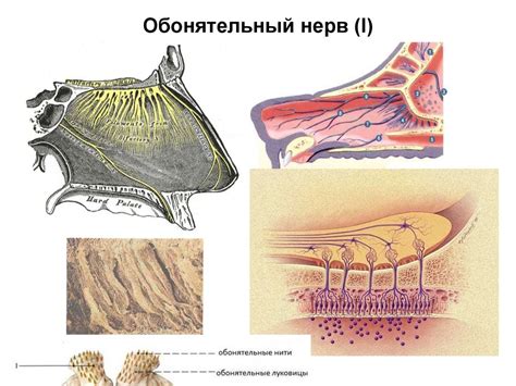 13 пар черепных нервов - online presentation
