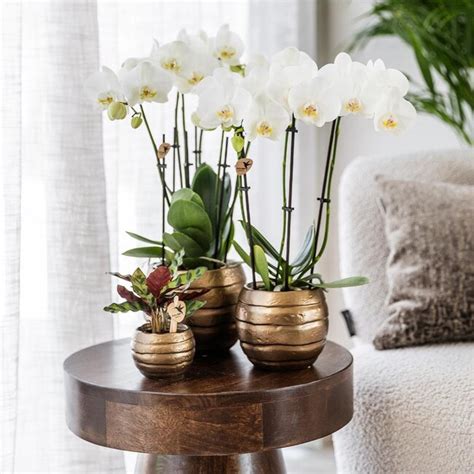 Geel Rode Phalaenopsis Orchidee Met Spain Bee Pot Fleurdirect