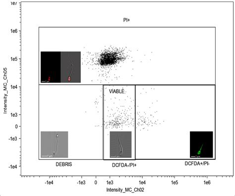 Intracellular Reactive Oxygen Species Levels Of Ovine Spermatozoa After