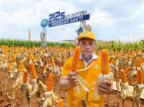 Mulai Dipasarkan Petani Bisa Beli Jagung Bioteknologi Pertama Dengan