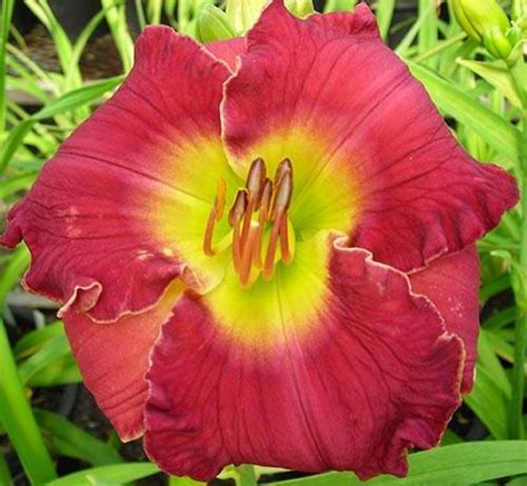 Daylily Hemerocallis Patriot S Promise In The Daylilies Database